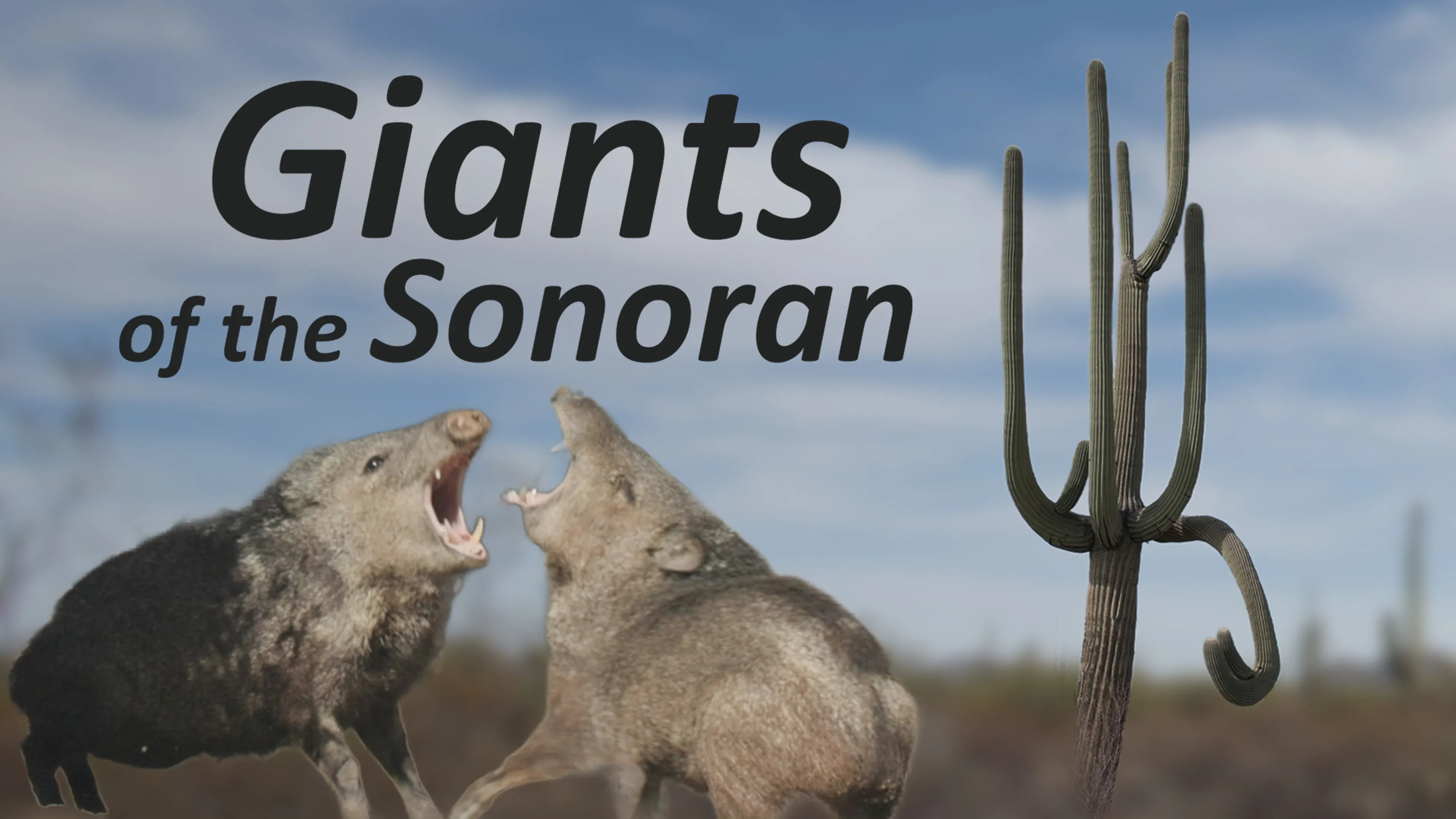 Giants of the Sonoran poster